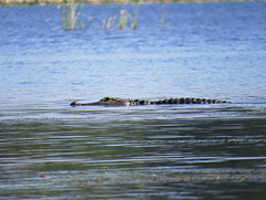 American alligator - Alligator mississippiensis