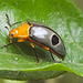 IMG 0107 Beetle