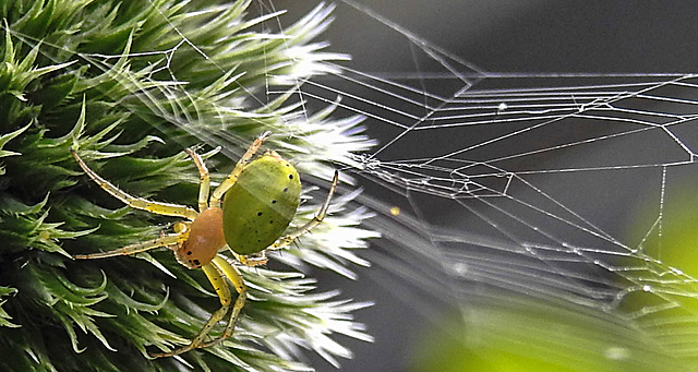 20230623 1197CPw [D~LIP] Kürbisspinne (Araniella cucurbitina), Bad Salzuflen