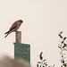 Kestrel