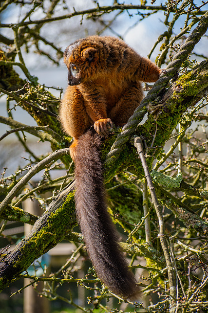 Red Bellied Lemur