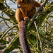 Red Bellied Lemur