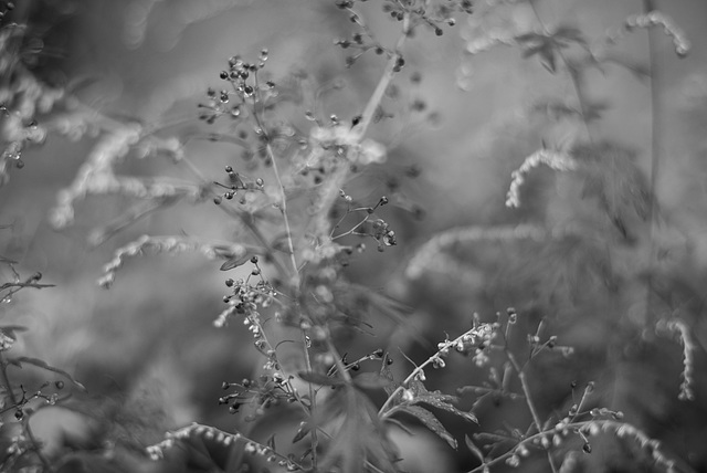 weeds in the rain