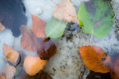 Our New Underwater World in a Wheelbarrow