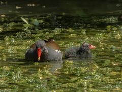Moorhen with chick