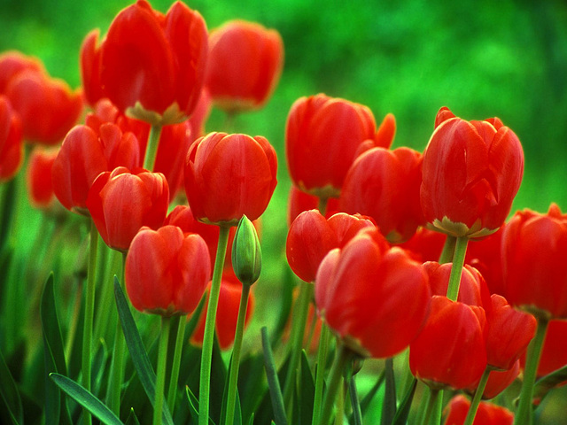 photo tulipe-1