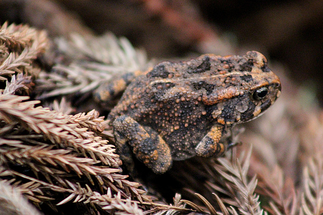 A Comouflaged Frog