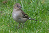 20150315 7382VRTw [D~RI] Buchfink (Fringilla coelebs) [w], Rinteln