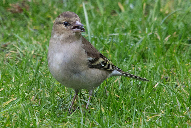 20150315 7382VRTw [D~RI] Buchfink (Fringilla coelebs) [w], Rinteln