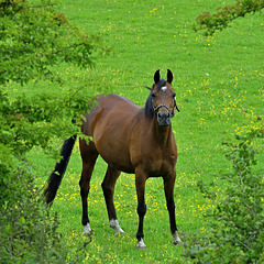 Equine eye contact