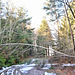 The remains of snow in the forest