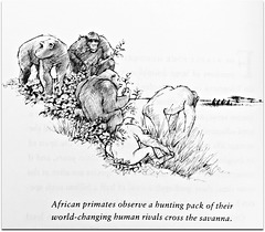 African Primates