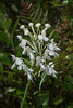 Platanthera conspicua (Southern White Fringed orchid)