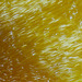 Devinette 43- Trouvée : Poivron jaune