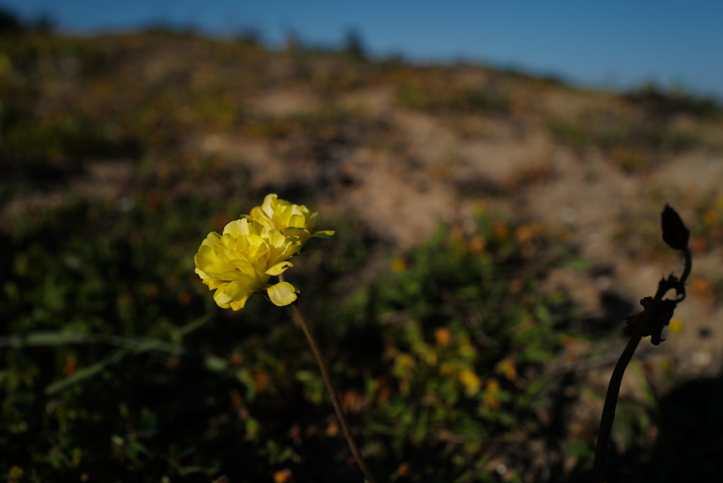 Hirschfeldia incana