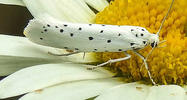 20210722 1859CPw [D~LIP] Pfaffenhütchen-Gespinstmotte (Yponomeuta cagnagella), Wiesen-Margarite (Lucanthemum Vulgare agg), Bad Salzuflen