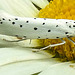 20210722 1859CPw [D~LIP] Pfaffenhütchen-Gespinstmotte (Yponomeuta cagnagella), Wiesen-Margarite (Lucanthemum Vulgare agg), Bad Salzuflen