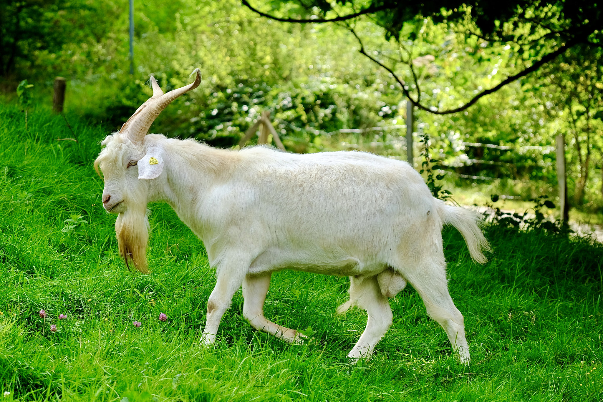Ziegenbock