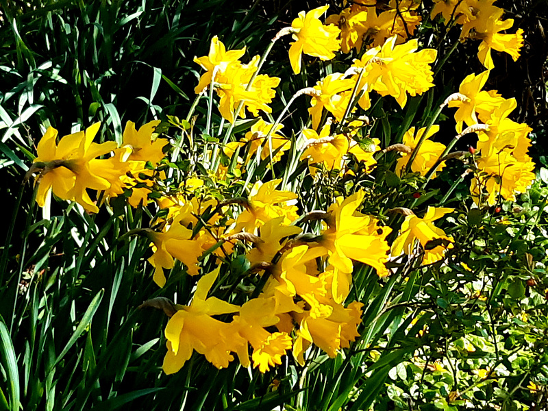 Le printemps est là