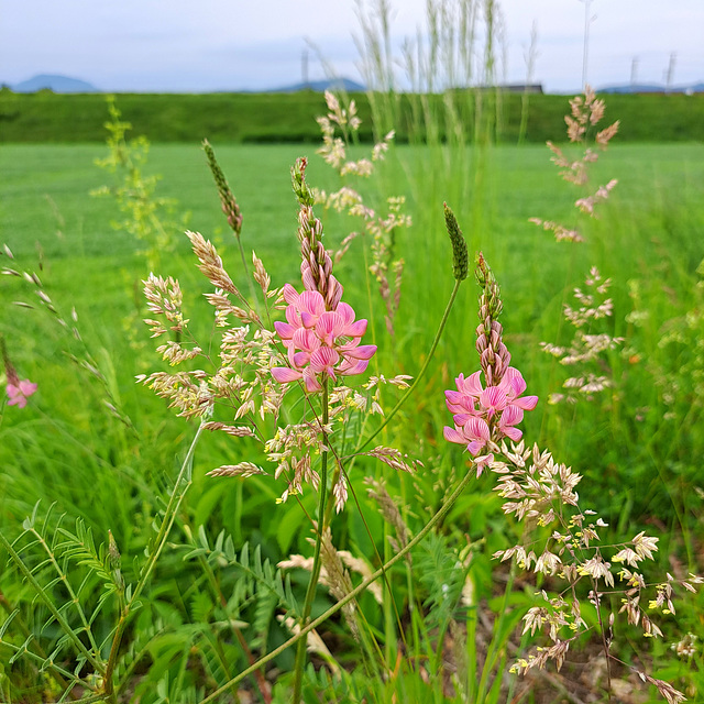 Saat-Esparsette (Onobrychis viciifolia)