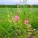 Saat-Esparsette (Onobrychis viciifolia)