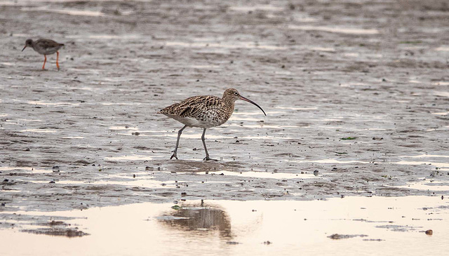 Curlew