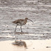 Curlew