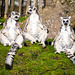 Ring-tailed Lemur sun worshiping
