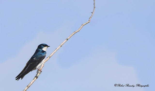 Hirondelle bicolore