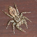 Springspinne