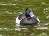 Scaup Duck 3