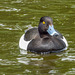 Scaup Duck 3 Scaup Duck 3