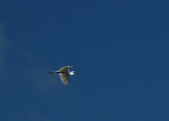 Great Egret in flight