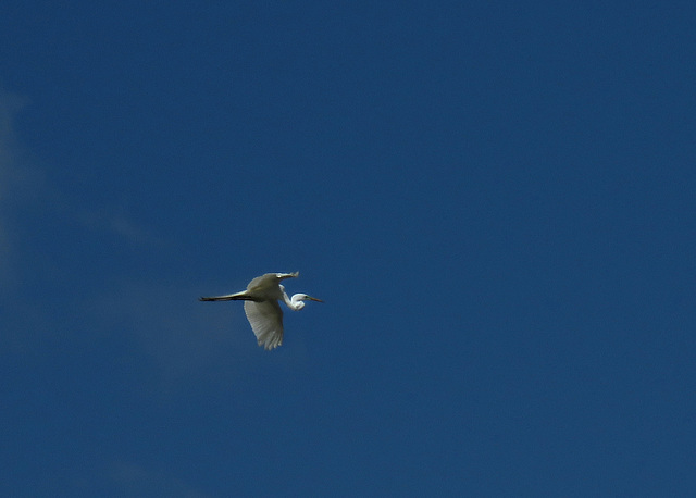 Great Egret in flight