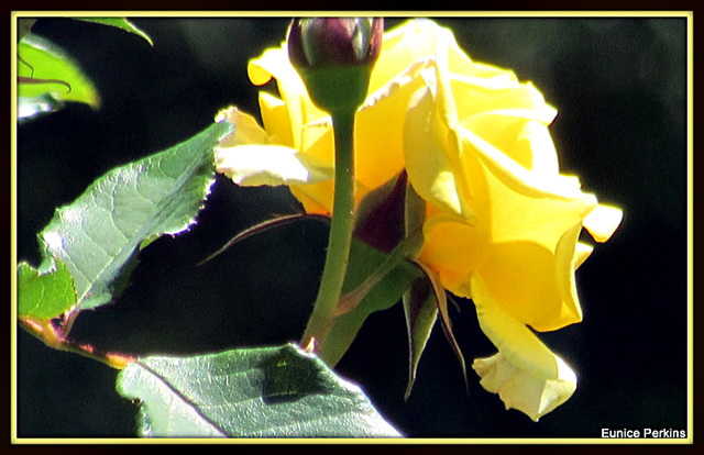 Yellow Sun Rose