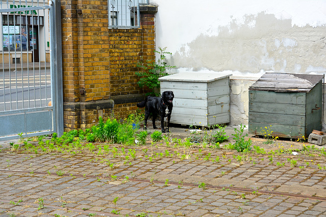 Leipzig 2015 – Straßenbahnmuseum – Dog in the corner