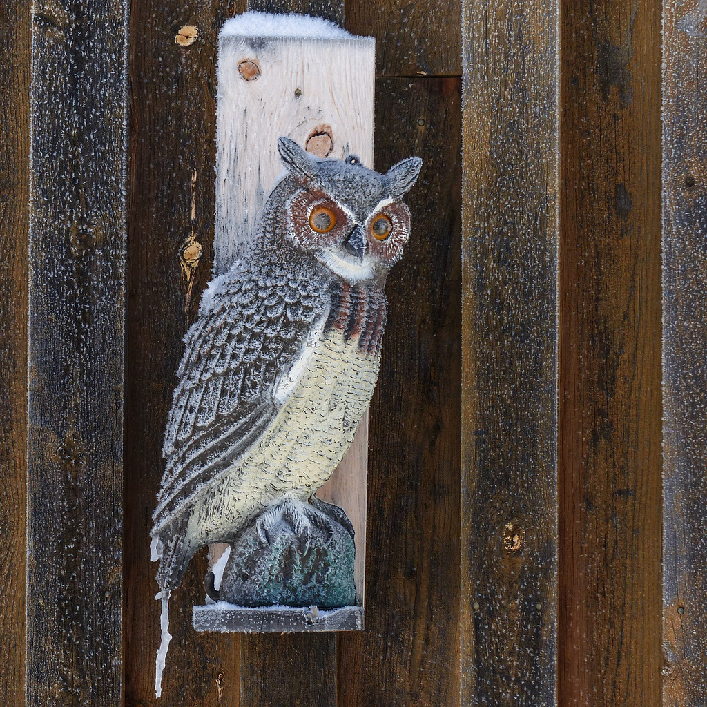 Guarding the barn