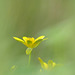 Simplicity from: Gewoon Speenkruid (Ranunculus ficaria)...