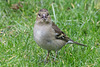 20150315 7383VRTw [D~RI] Buchfink (Fringilla coelebs) [w], Rinteln