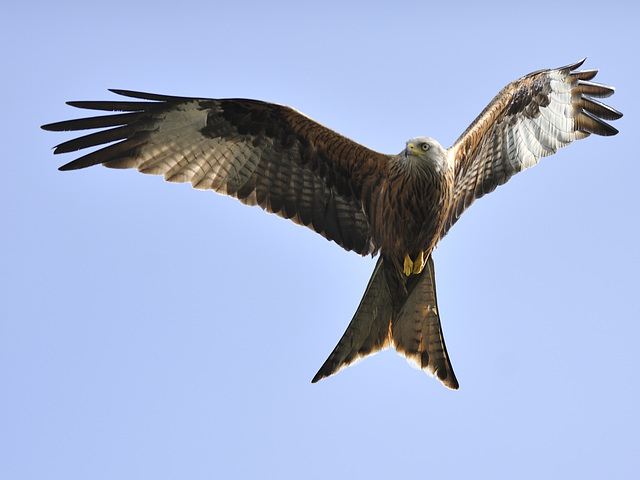 Red Kite ~~~ Milvus Milvus