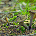 Trumpet-shaped Mushrooms