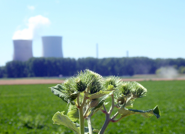 Distelknospen vor dem AKW Philippsburg