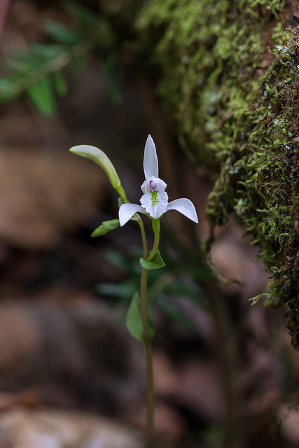 Triphora trianthophoros (Three-birds orchid)