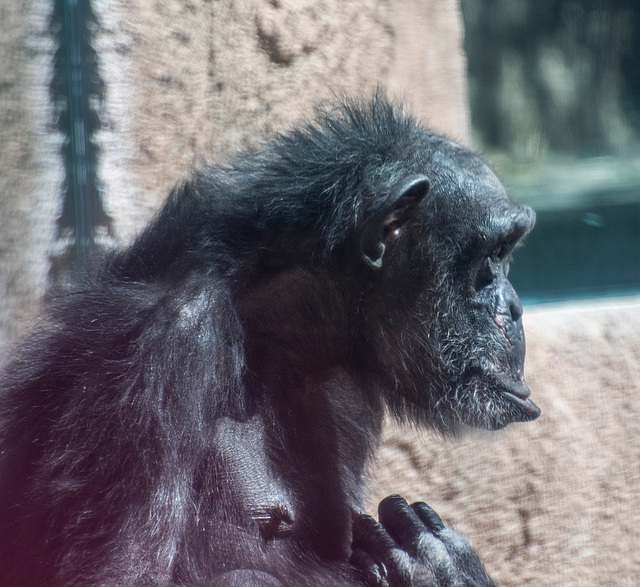 Albuquerque zoo set 415