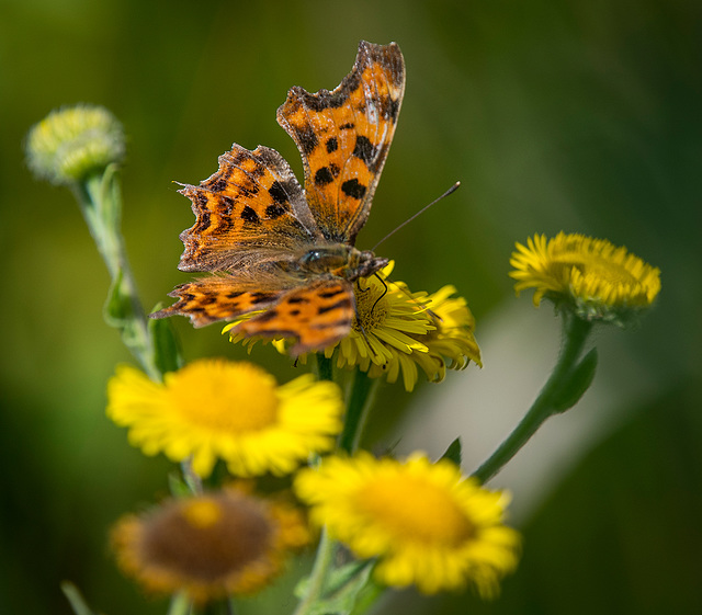 Comma butterfly.2jpg