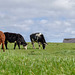 Grazing cows at Beaumaris