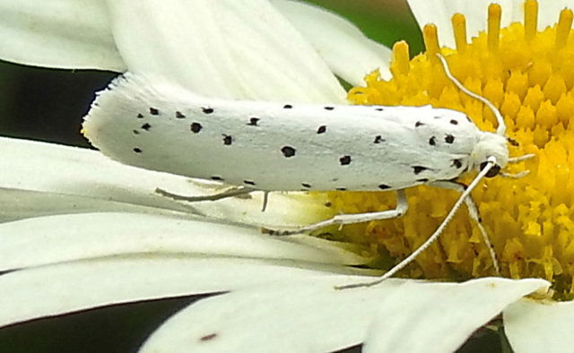 20210722 1860CPw [D~LIP] Pfaffenhütchen-Gespinstmotte (Yponomeuta cagnagella), Wiesen-Margarite (Lucanthemum Vulgare agg), Bad Salzuflen