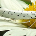 20210722 1860CPw [D~LIP] Pfaffenhütchen-Gespinstmotte (Yponomeuta cagnagella), Wiesen-Margarite (Lucanthemum Vulgare agg), Bad Salzuflen