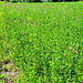 Wiese mit Saat-Esparsette (Onobrychis viciifolia)