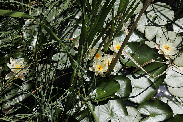 weiße Seerosen (2PicinPic) im Biotop "Weiher Bruggen"